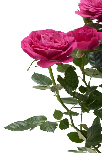 Miniature Rose house plant — Stock Photo, Image