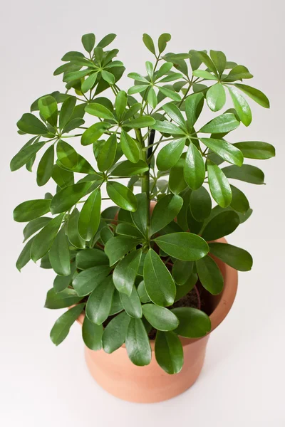 Schefflera hauspflanze — Stockfoto
