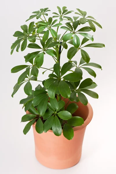 Schefflera casa planta — Fotografia de Stock