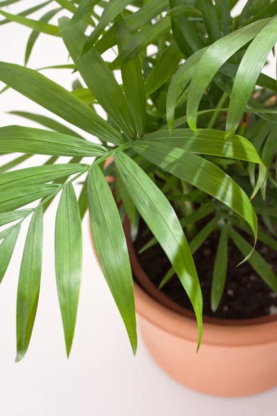 Chamaedorea kamerplant — Stockfoto