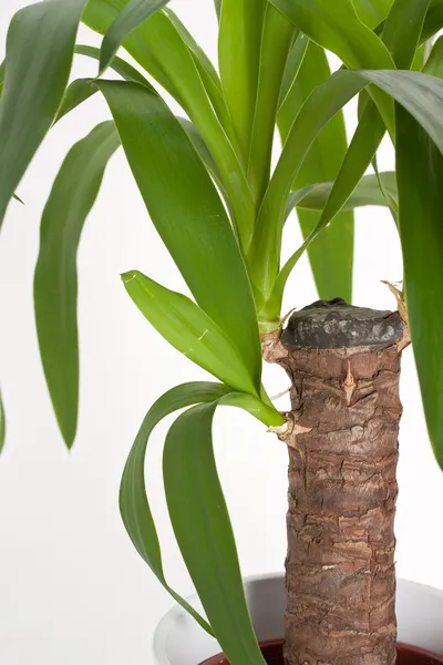 Yucca planta de la casa — Foto de Stock