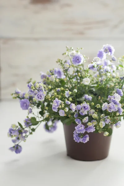 Purple Flowers — Stock Photo, Image