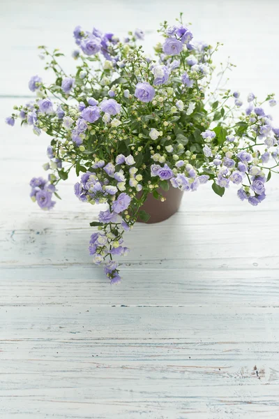 Purple Flowers — Stock Photo, Image