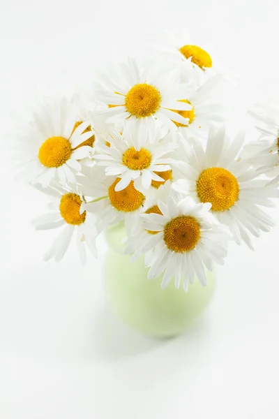 Studio shot of daisy flowers — Stock Photo, Image