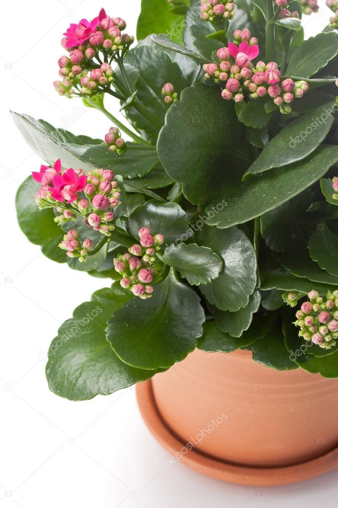 Kalanchoe house plant Stock Photo by ©Melica 46456801