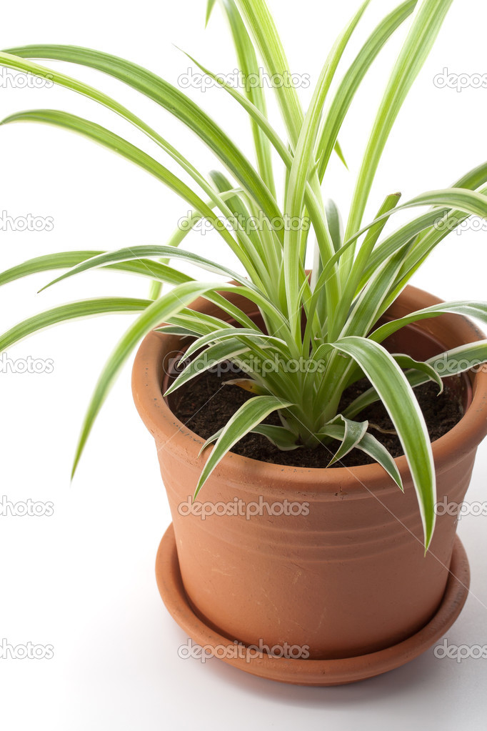 Dracaena house plant