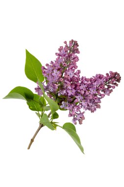 Leylak (Syringa vulgaris)