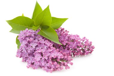 Leylak (Syringa vulgaris)