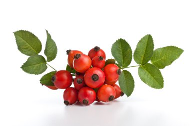 Rose HIPS
