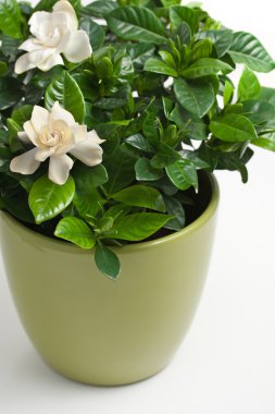 Gardenya (gardenya jasminoides)