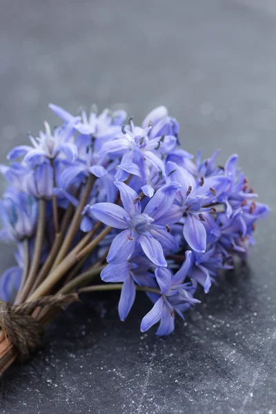 Spring Squill (Scilla bifolia) ) — стоковое фото