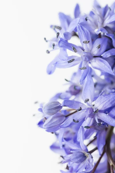 Spring Squill (Scilla bifolia) — Stock Photo, Image