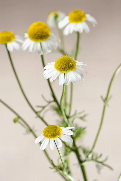 Flores de camomila — Fotografia de Stock