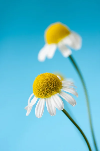 Flores de camomila — Fotografia de Stock
