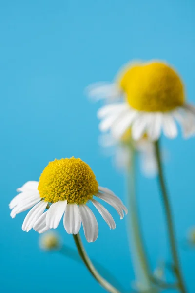 Flores de camomila — Fotografia de Stock