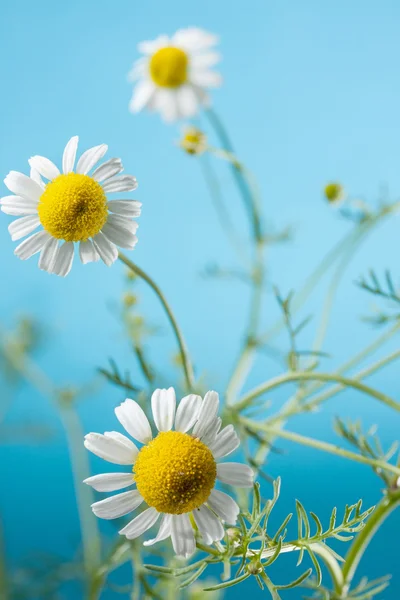 Flores de camomila — Fotografia de Stock