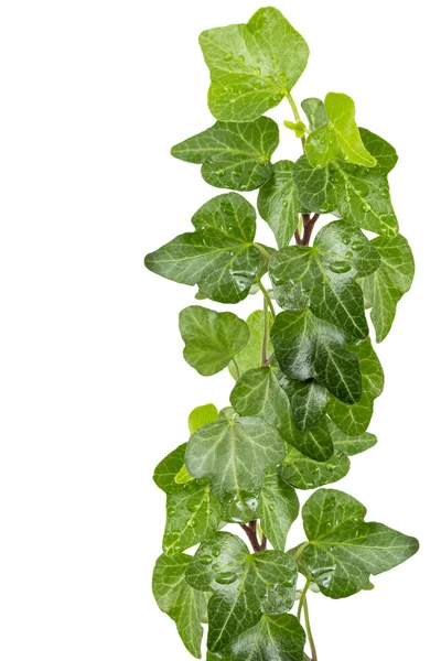 Gröna ivy — Stockfoto