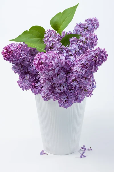 Lilac (Syringa vulgaris) — Stock Photo, Image