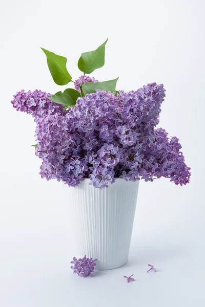 Lilac (Syringa vulgaris) — Stock Photo, Image