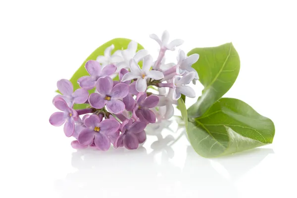 Lilac (Syringa vulgaris) — Stock Photo, Image