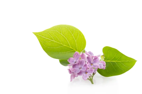 Lilás (Syringa vulgaris ) — Fotografia de Stock