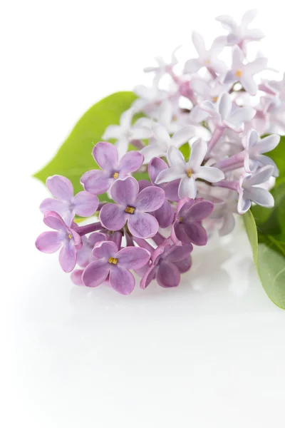 Lilac (Syringa vulgaris) — Stock Photo, Image