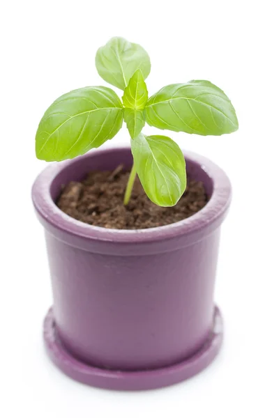 Topfpflanze aus frischem Basilikum. — Stockfoto