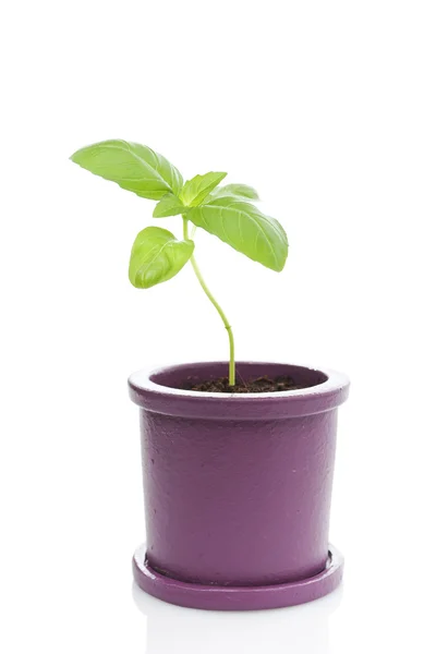 Hrnkových rostlin čerstvá bazalka. — Stock fotografie