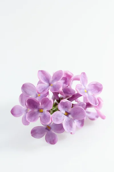 Lila (Syringa vulgaris) — Stockfoto