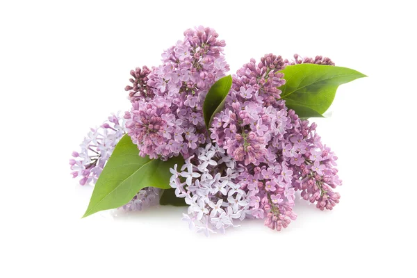 Lilac (Syringa vulgaris) — Stock Photo, Image