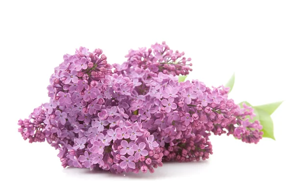 Lila (Syringa vulgaris) — Stockfoto