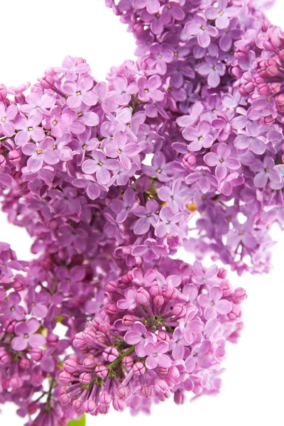 Lilac (Syringa vulgaris) — Stock Photo, Image