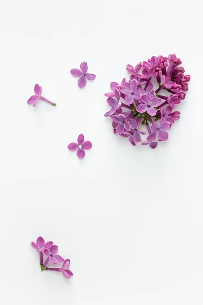 Lilac (Syringa vulgaris) — Stock Photo, Image