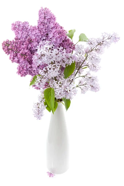 Lilac (Syringa vulgaris) — Stock Photo, Image