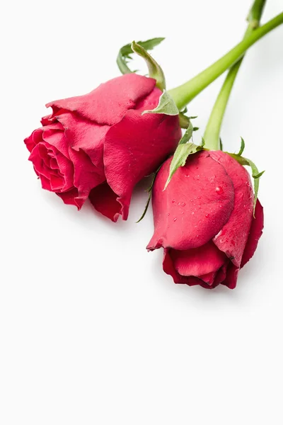 Rote Rosen — Stockfoto