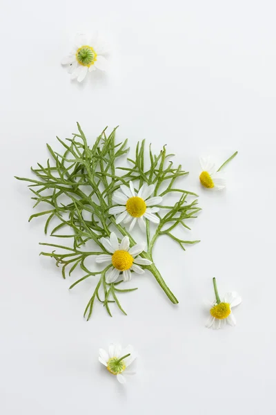 Fresh chamomile — Stock Photo, Image