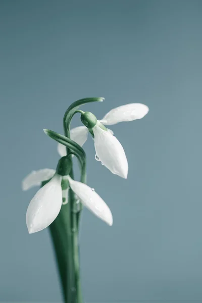 Snowdrops flowers — Stock Photo, Image