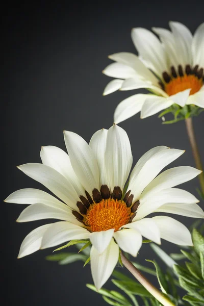 Gazania eller treasure blommor — Stockfoto