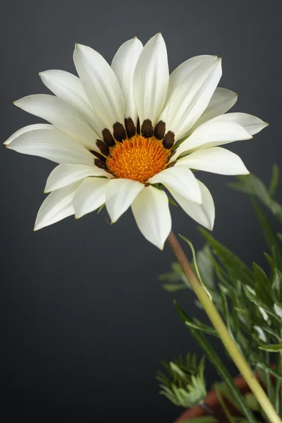 Gazánie nebo poklad květ — Stock fotografie