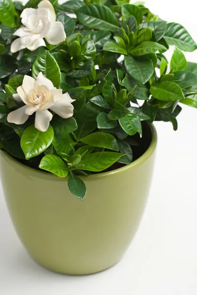 Gardenia (Gardenia jasminoides) — Foto de Stock