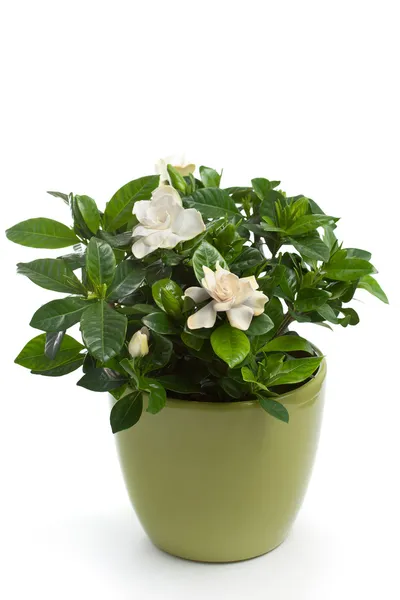 Gardenia (Gardenia jasminoides ) — стокове фото