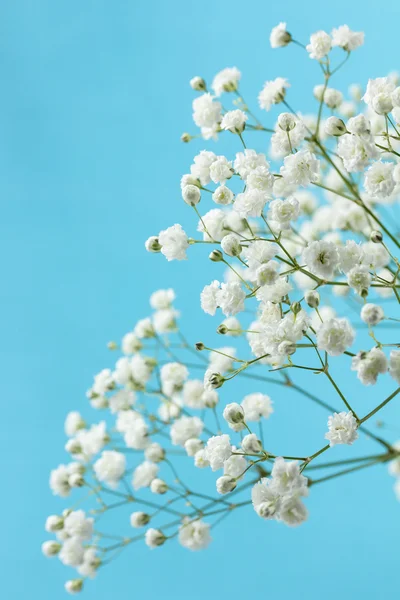 Gypsophila — Stockfoto