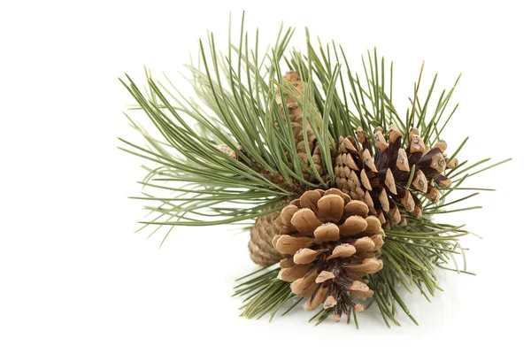 Pine Cones Royalty Free Stock Images