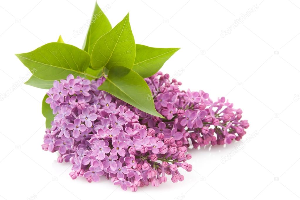 Lilac (Syringa vulgaris)