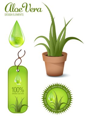 aloe vera