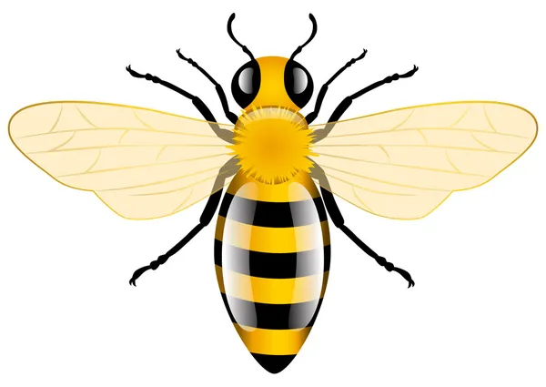 Мед бджоли — стоковий вектор