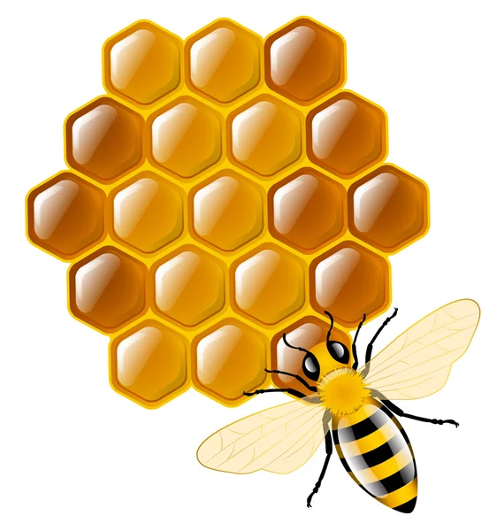 Honey bee och honungskakor — Stock vektor