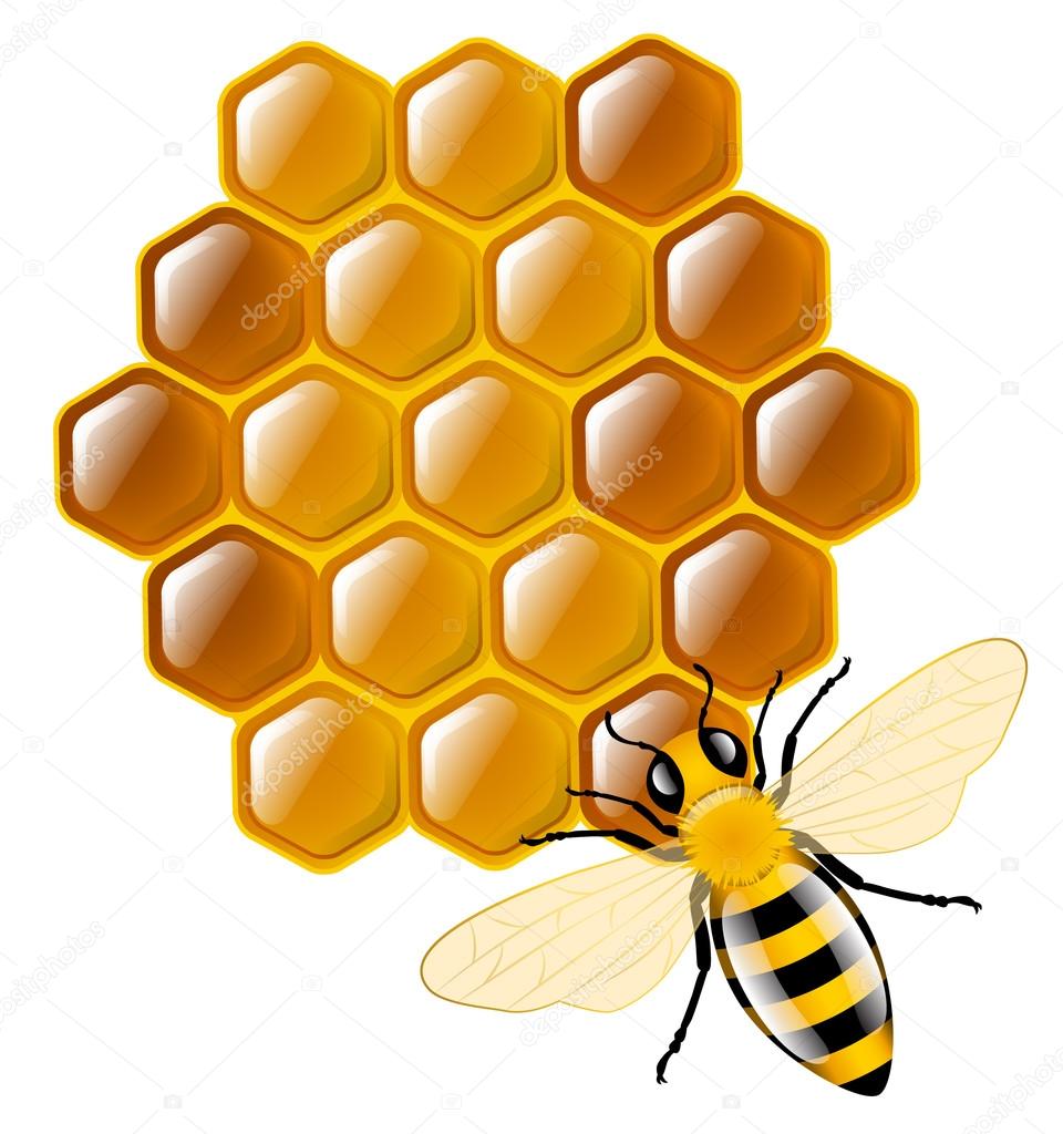 Honey bee and honeycombs