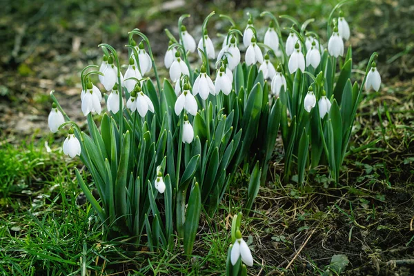 Prachtige Sneeuwklokbloemen Galanthus Nivalis Het Voorjaar Sneeuwklokjes Een Teken Van — Stockfoto