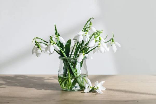 花瓶里的春雪 Galanthus Nivalis — 图库照片